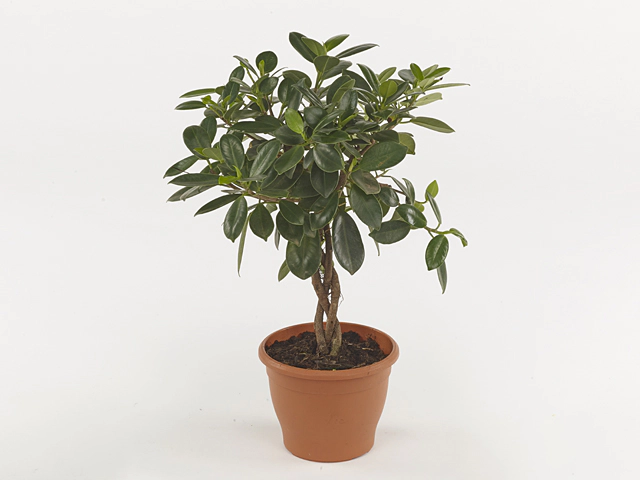 Ficus microcarpa 'Maya'