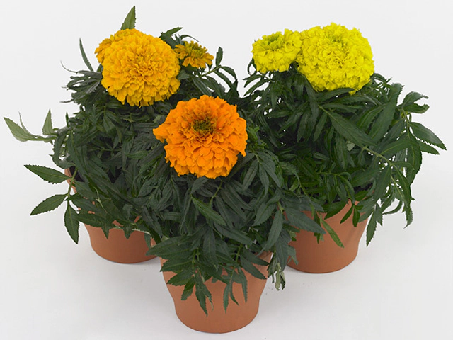 Tagetes (Erecta Grp) Taishan mixed