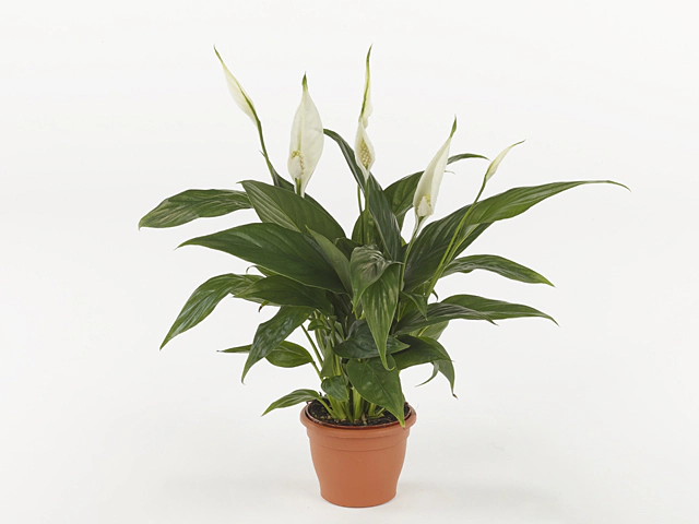 Spathiphyllum 'Sweet Felina'