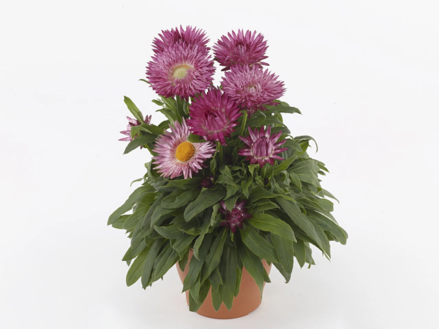 Xerochrysum bracteatum Crispy Pink