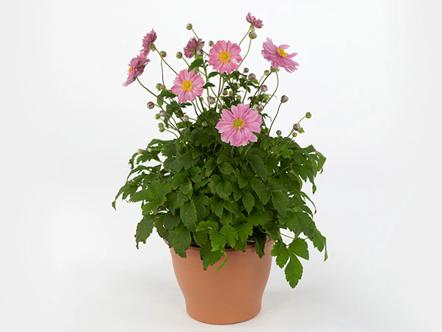 Anemone hupehensis 'Pretty Lady Emily'