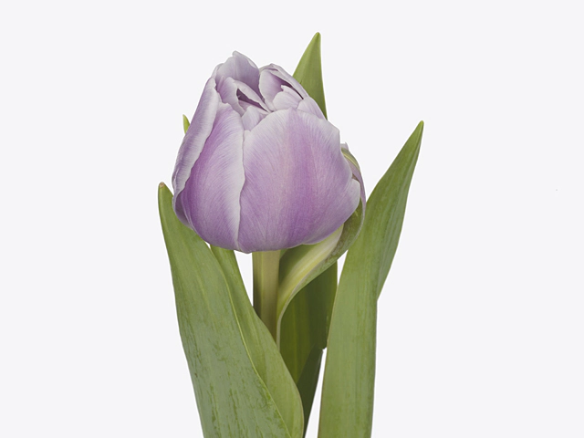 Tulipa (Double Early Grp) 'Selina'