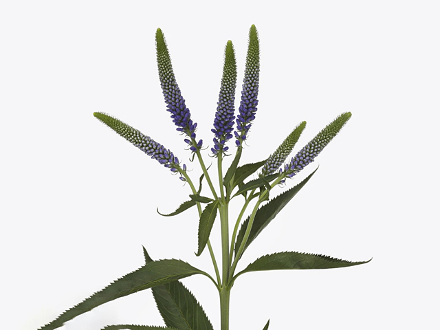 Veronica longifolia 'Blue Tootsweets'