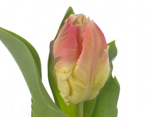 Тюльпан попугайный "Parrot Lady"