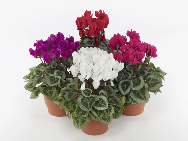 Cyclamen persicum small flowered Super Serie Veranda Selections