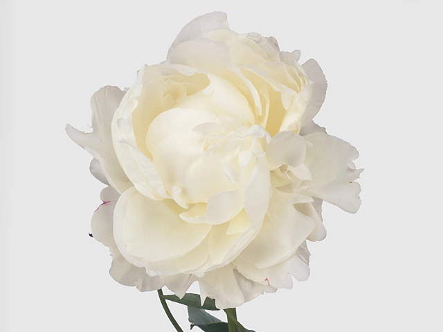 Paeonia (Lactiflora Grp) 'Ann Cousins'