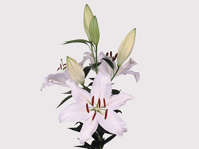 Лилия восточная "Alma Ata"