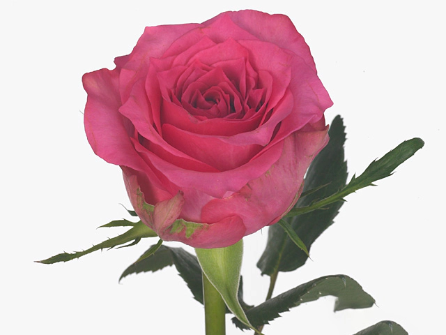Роза крупноцветковая "Pink Sudoku"