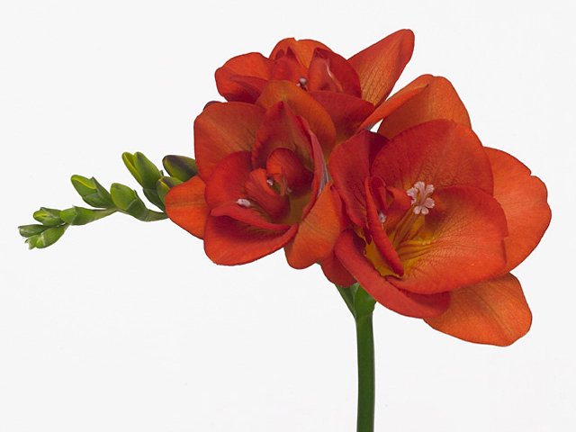 Freesia double flowered 'Red Beauty'