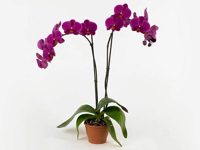 Фаленопсис "Anthura Cape Town"