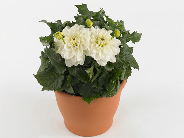 Dahlia (Decorative Grp) Dalina Maxi Lopez