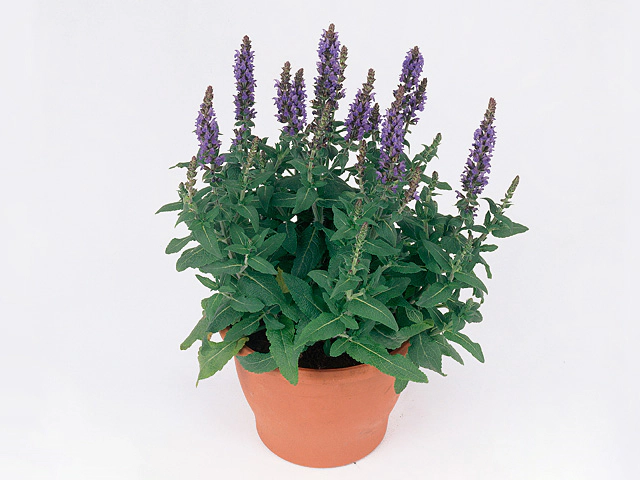 Salvia nemorosa Merleau Blue