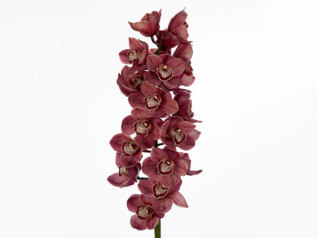 Cymbidium large flowered Khan Flame 'Sheena'