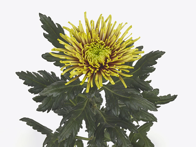 Chrysanthemum (Indicum Grp) disbudded Tula Zoraya