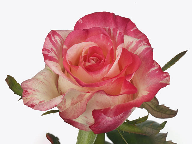 Rosa large flowered 4u+