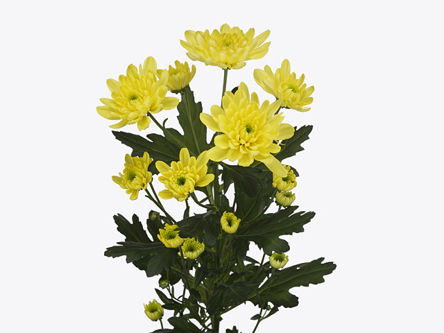 Chrysanthemum (Indicum Grp) spray Rocca Yellow