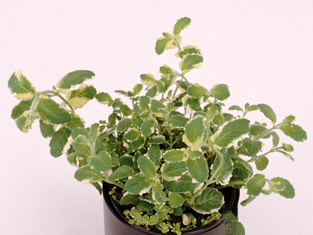 Mentha suaveolens 'Variegata'