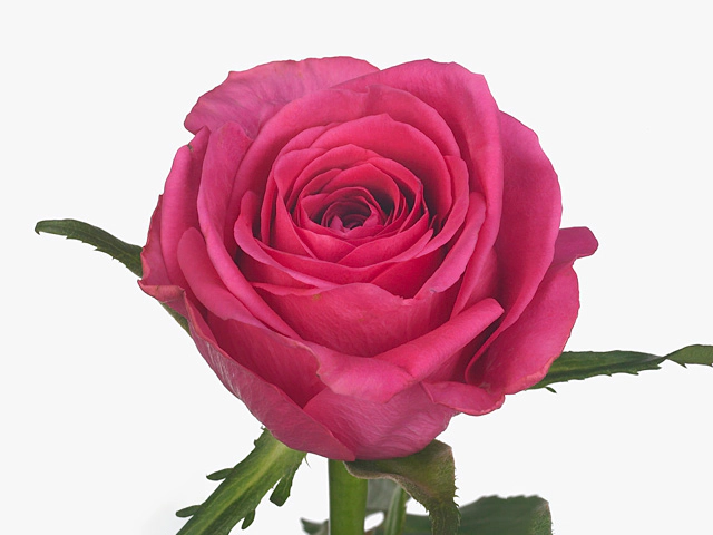 Роза крупноцветковая "Adamma"