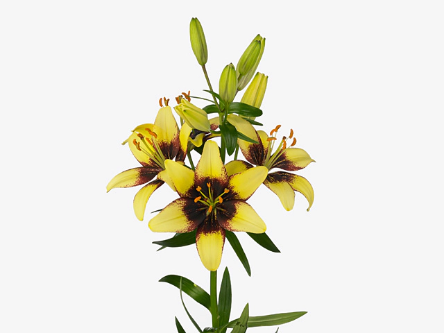 Lilium (Asiatic Grp) Lat Yellow