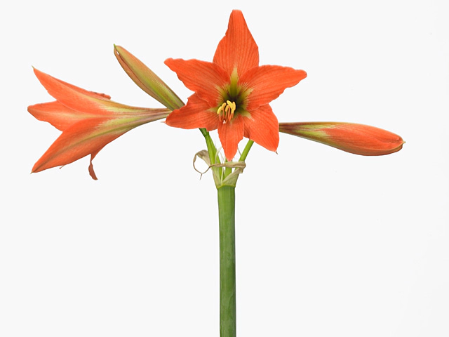 Hippeastrum (Colibri Grp) 'Paramaribo'