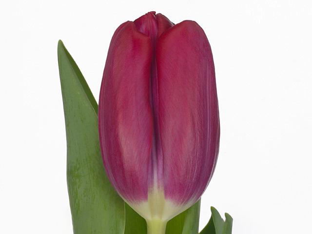 Тюльпан Триумф "Puma"