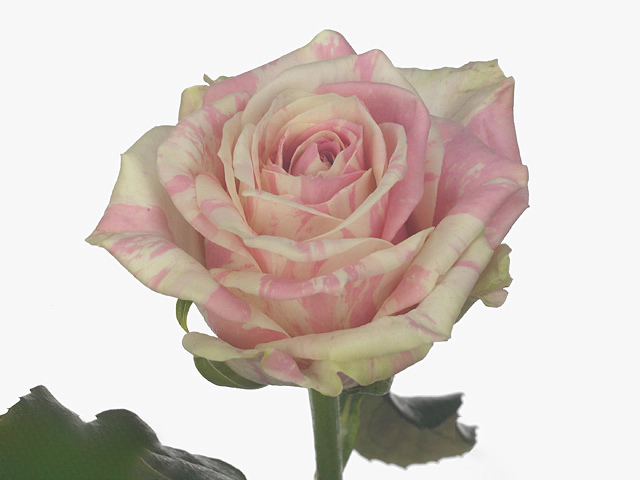 Rosa large flowered Sweet Harlequin