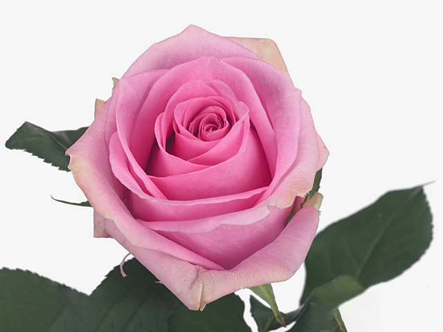 Rosa large flowered Sugar Love