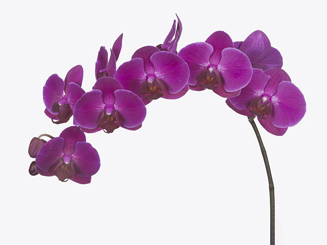 Phalaenopsis per branch Anthura Stellenbosch