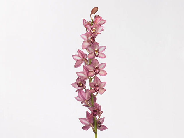 Cymbidium mini 'Boudi'