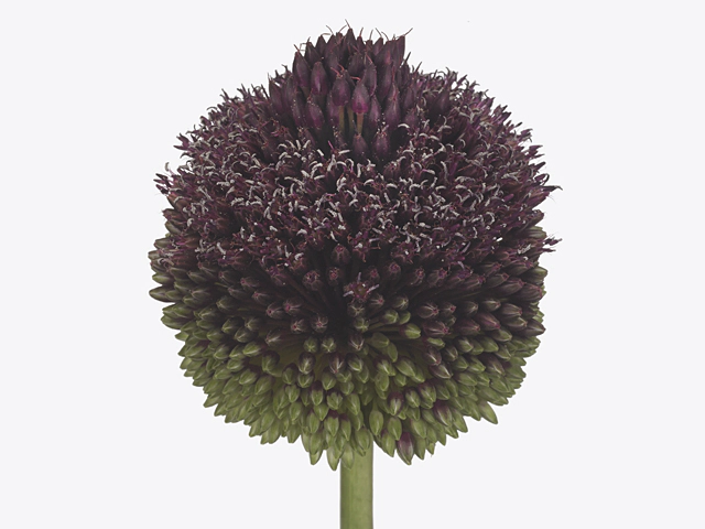 Allium sphaerocephalon Amit