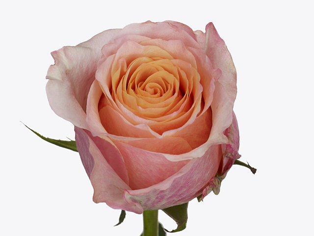 Rosa large flowered Jabulani