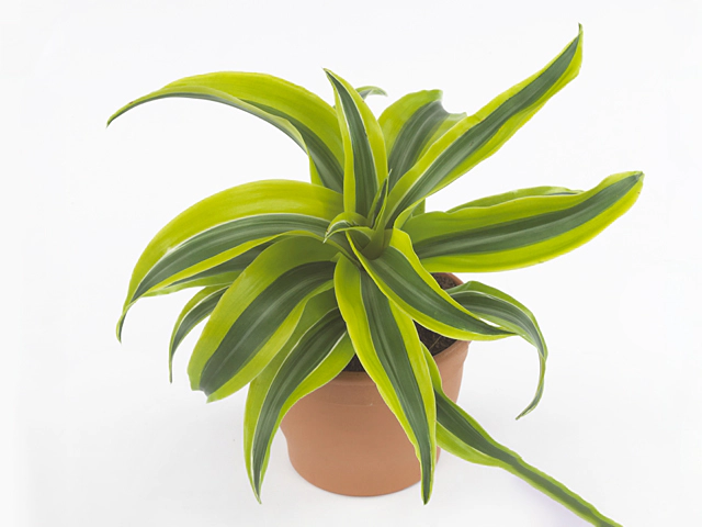 Dracaena fragrans (Compacta Grp) Lemon Surprise