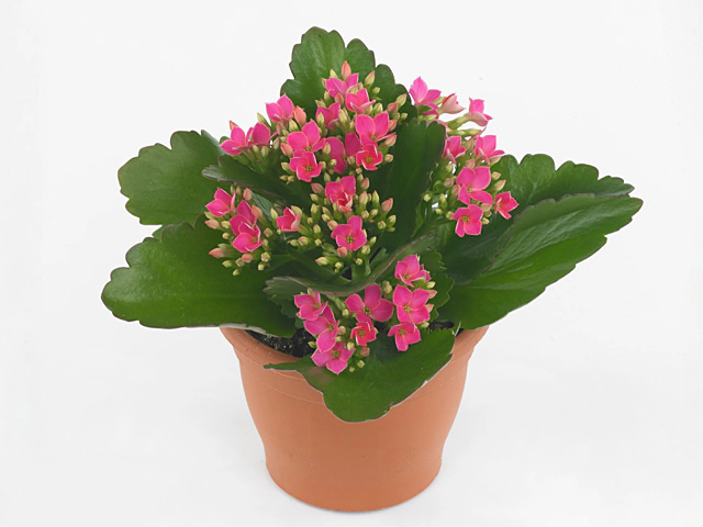 Kalanchoe blossfeldiana single Rudak Pink