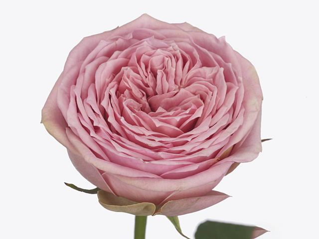 Роза крупноцветковая "Just Be!"
