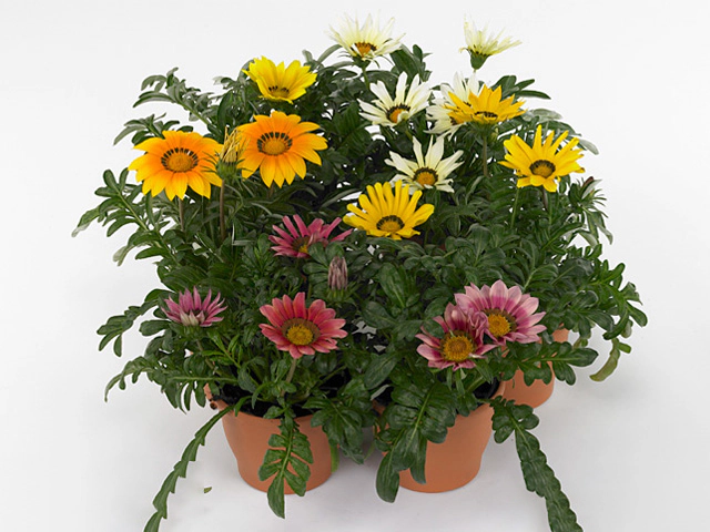 Gazania rigens Formula mixed