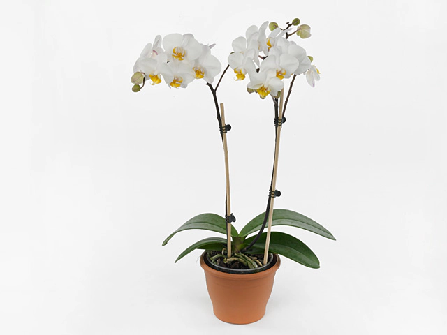Phalaenopsis Multifloratypes Floriclone Capri