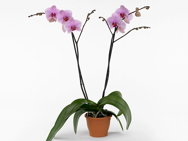 Phalaenopsis Anthura Washington