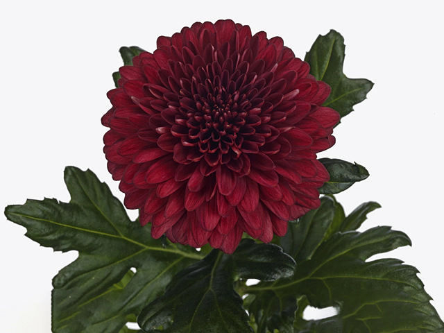 Chrysanthemum (Indicum Grp) disbudded Lamira Red