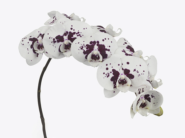 Phalaenopsis per flower Chian Xen Panda Wine Drops