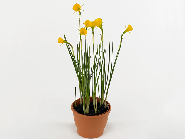 Narcissus bulbocodium (Species Grp)
