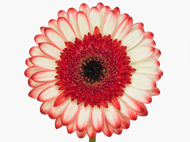 Гербера крупноцветковая "Marmolada"