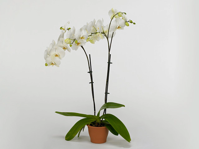 Фаленопсис "Floriclone Innocence"