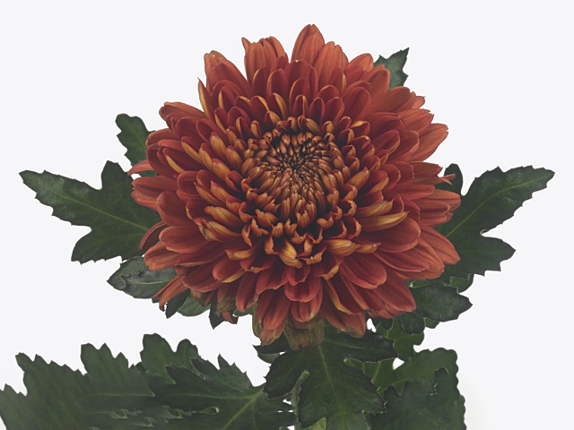 Chrysanthemum (Indicum Grp) disbudded Tusca