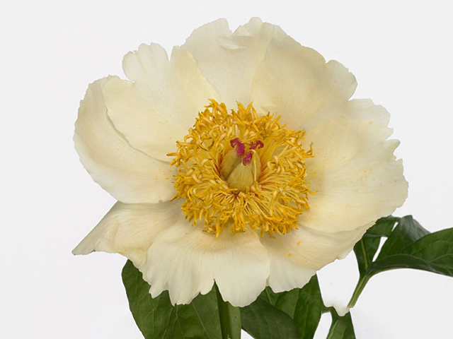 Paeonia 'Spring Sun'