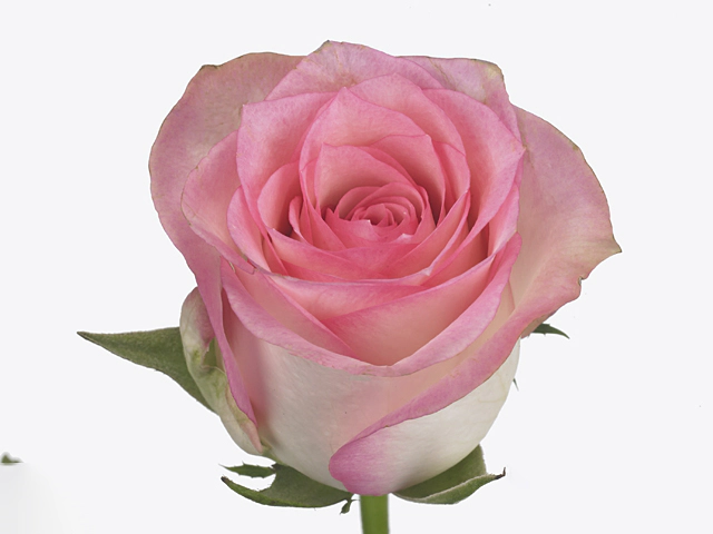 Роза крупноцветковая "Kreative Bicolor 001"