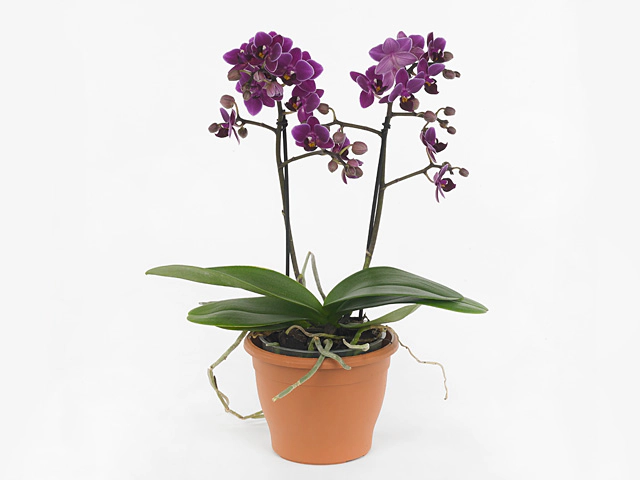 Phalaenopsis Multifloratypes Purple Princess