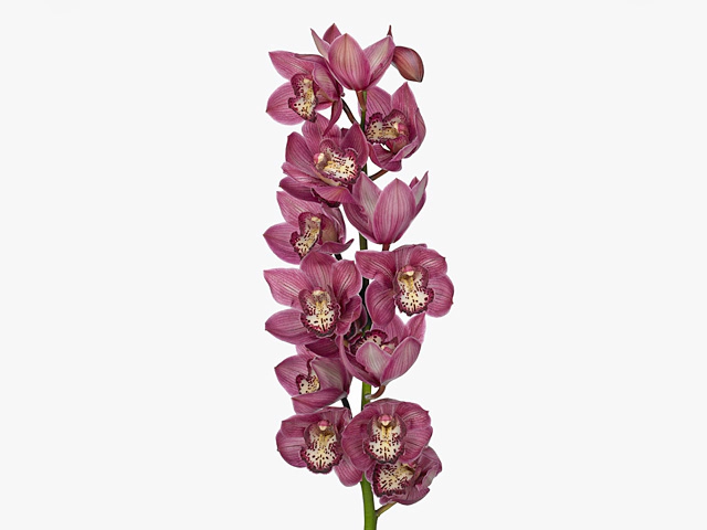 Cymbidium large flowered Mystery 'Paradise'