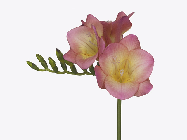Freesia single flowered Wonderful Pink