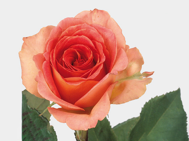 Роза крупноцветковая "Fantasia Mondiale Freelander"