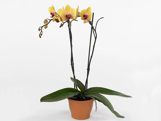 Phalaenopsis Sin-Yaun Golden Beauty 'Solid Gold'